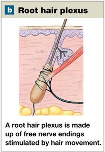 Illustration of root hair plexus around a hair follicle