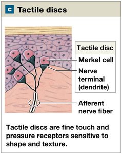 Illustration of tactile discs (Merkel cells) in the skin