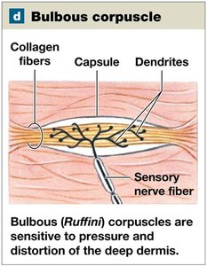 Illustration of bulbous (Ruffini) corpuscle in the dermis