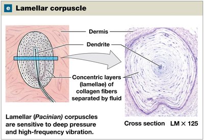 Illustration and micrograph of lamellar (Pacinian) corpuscle