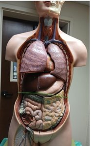 anatomical model showing thoracic, abdominal, and pelvic cavities