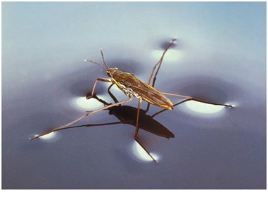 Water strider supported by surface tension from hydrogen bonds