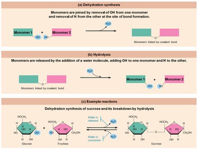 Dehydration synthesis and hydrolysis