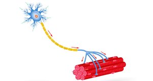 Motor neuron innervating muscle fibers