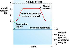 Isometric contraction: muscle length unchanged