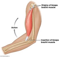 Origin and insertion of biceps brachii
