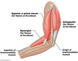 Agonist, antagonist, and synergist muscles at the elbow