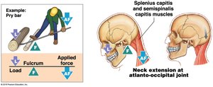 First-class lever: neck extension