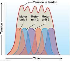 Graph showing asynchronous motor unit summation