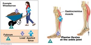 Second-class lever: plantar flexion