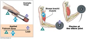 Third-class lever: tongs and elbow flexion
