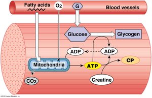 Muscle cell energy sources and reserves