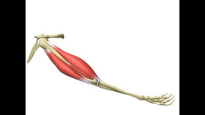 Muscle contraction during elbow flexion