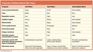 Intermediate muscle fibers