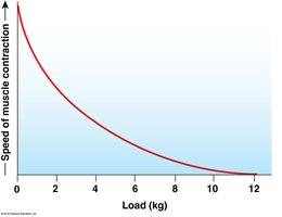 Speed of muscle contraction vs. load