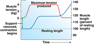 Eccentric contraction: muscle lengthens