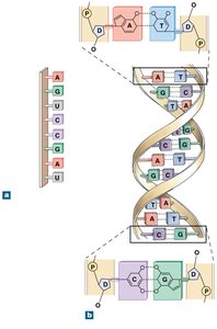 Structure of nucleic acids: DNA and RNA