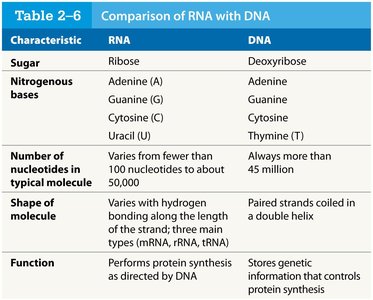 Table comparing RNA and DNA