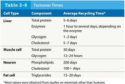 Table of turnover times for cell components