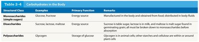 Table of carbohydrates in the body