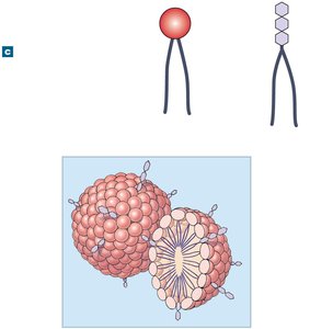 Phospholipids and glycolipids forming micelles