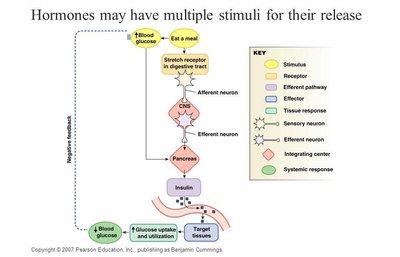 Anatomy & Physiology Endocrine System Study Guide | Notes