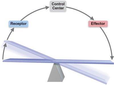 Homeostatic control system diagram