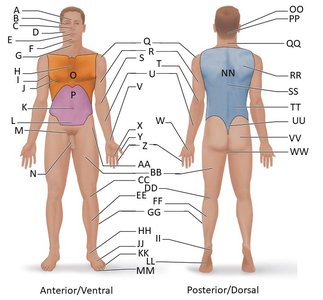 Body regions diagram