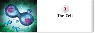 Cell division illustration