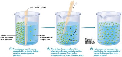 Simple diffusion through the membrane