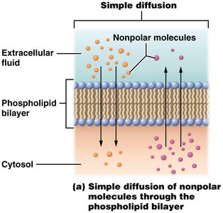 Facilitated diffusion of ions and polar molecules
