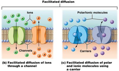 Osmosis: water moves to higher solute concentration