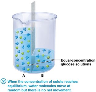 Osmosis: water movement across membrane