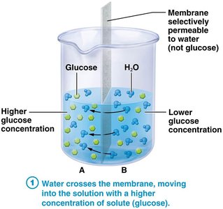 Tonicity: isotonic, hypertonic, hypotonic solutions