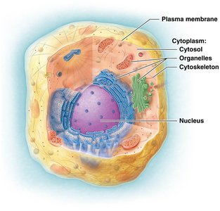 Generalized animal cell structure
