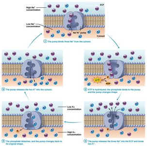 Phagocytosis: cell eating