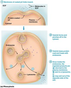 Receptor-mediated endocytosis