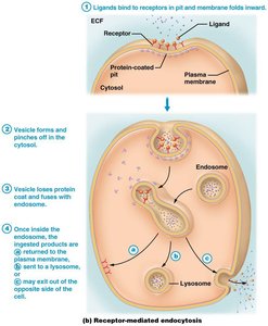 Exocytosis: vesicle fusion and secretion