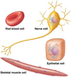 Examples of cell diversity