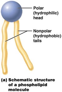 Phospholipid molecule structure