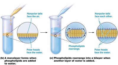 Formation of phospholipid bilayer