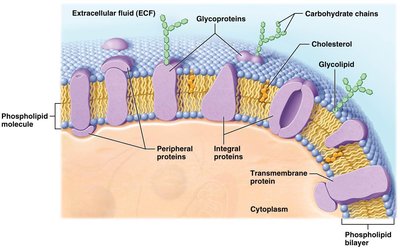 Membrane components: proteins, cholesterol, carbohydrates