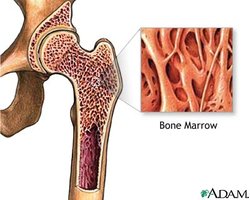 Bone marrow in the femur