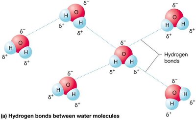 Hydrogen bonding and surface tension between water molecules