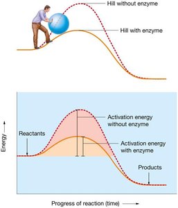Enzyme lowers activation energy