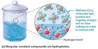 Hydrophobic molecules in water