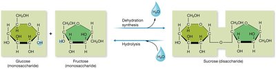 Disaccharide formation and hydrolysis