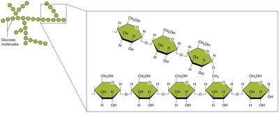 Polysaccharide structure (glycogen)