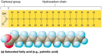 Saturated fatty acid structure