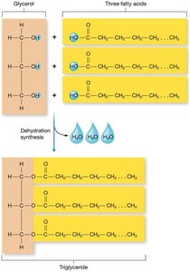 Triglyceride structure and formation